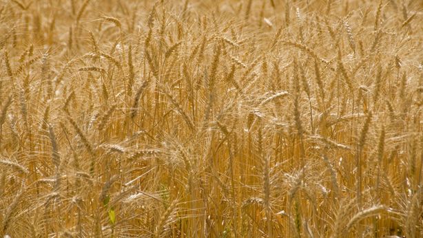 Grano Ucraina: il piano di Bruxelles per evitare una crisi alimentare