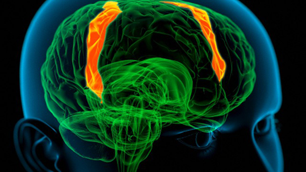 Con queste protesi al cervello non perderemo più la memoria