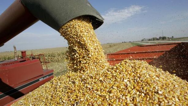 Guerra in Ucraina: è allarme per la carenza di grano