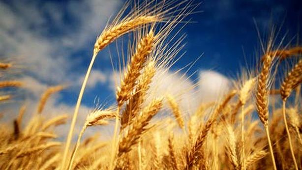 Grano, sicurezza alimentare in bilico dopo lo stop dell’accordo. Ecco gli impatti
