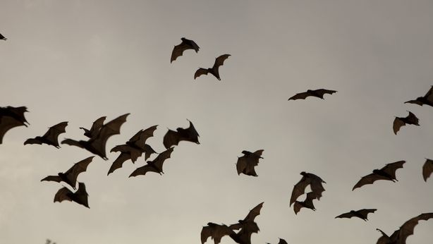 Pandemia: anche la prossima volerà sulle ali dei pipistrelli