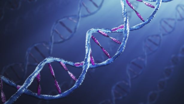 Google, nuova AI “ricostruisce sequenza genomica”