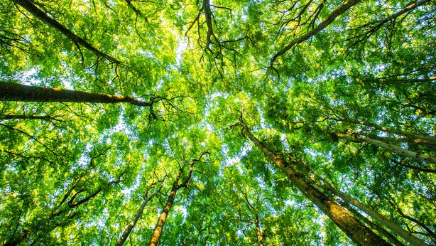 Foreste europee in fumo. Con la scusa del green