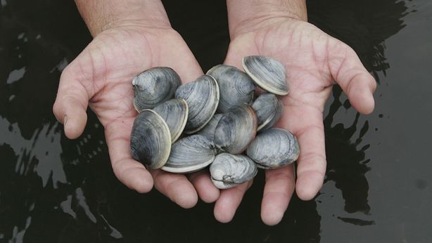 Tumori: scoperto contagio fra diverse specie di molluschi