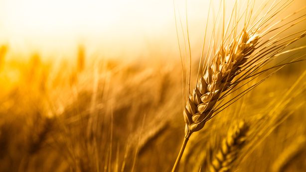 La Russia prolunga l’accordo sul grano ucraino. Ecco quanto durerà