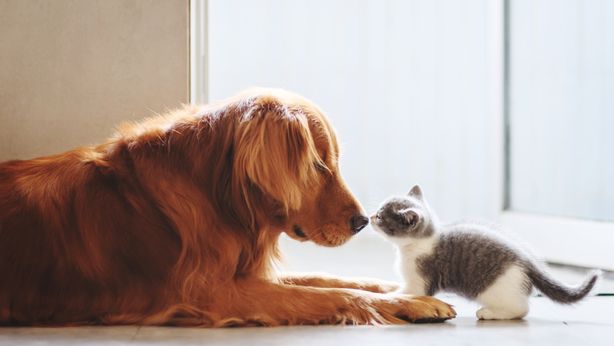 Bonus animali: in arrivo 900 euro per gli amici a quattro zampe
