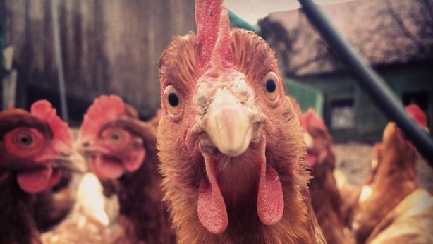 Che fine ha fatto il pollo? Ecco i motivi della sua scomparsa