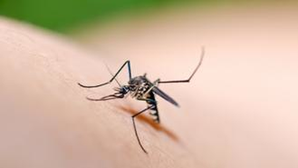 Malaria: trovato un vaccino per sconfiggerla definitivamente