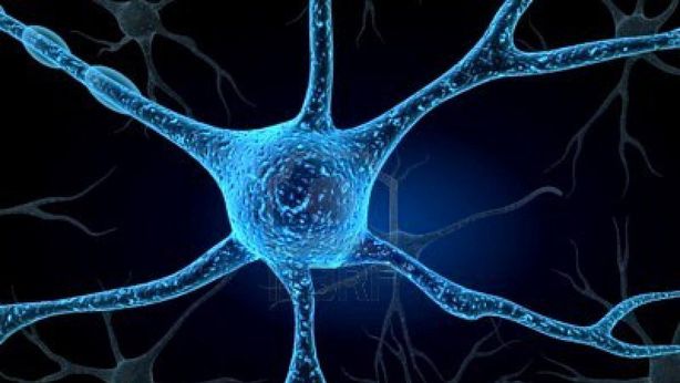 Lo spread dei neuroni. Altro che sotto controllo