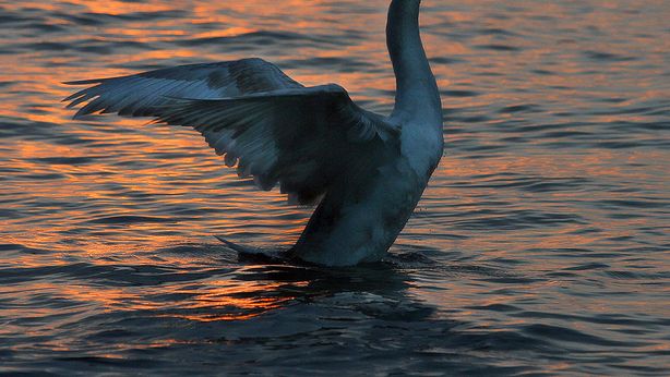 Un nuovo cigno nero minaccia l’economia