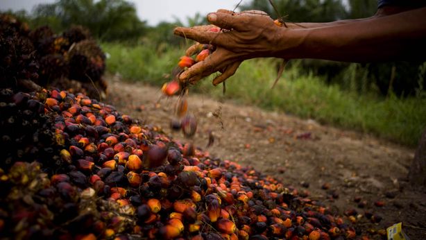 Ue: olio di palma non più al bando, rischi sulla salute ridotti