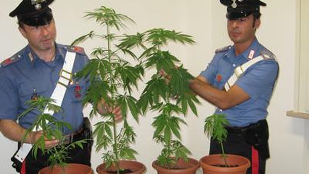 Coltivazione marijuana a uso personale non sempre reato
