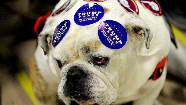 Elezioni Usa: Democratici schierano gli amanti dei cani contro Trump