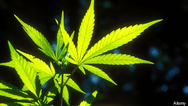 Laureato in marijuana: in America oggi si può
