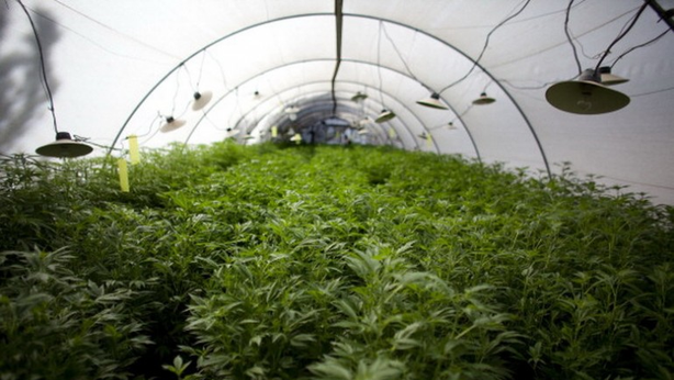 Marijuana quotata in borsa? In Usa ci provano