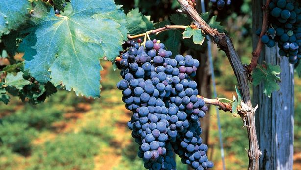 2020: un’altra annata da dimenticare per i vitivinicoltori italiani
