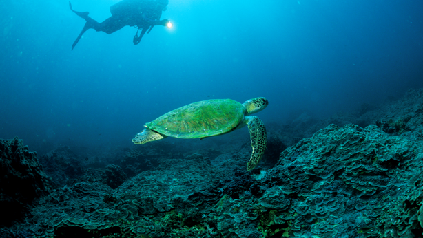 Un diver per l’estate al mare
