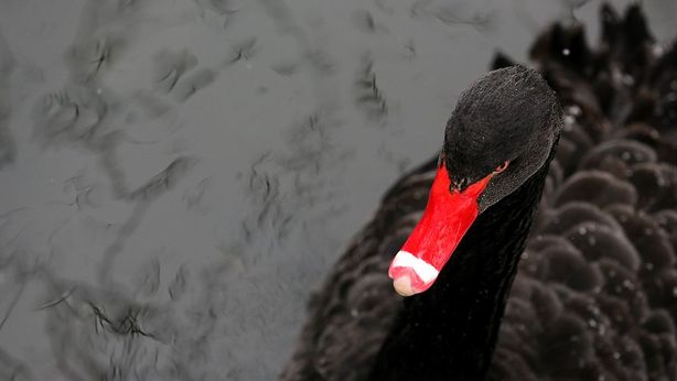 I nove cigni neri che hanno cambiato il mondo. E gli altri in arrivo