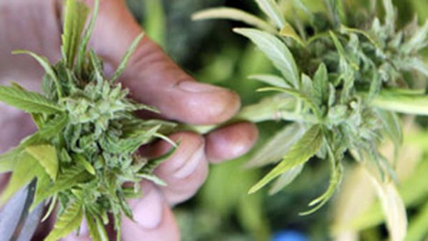 Da oggi si potra’ coltivare pianta di marijuana in giardino