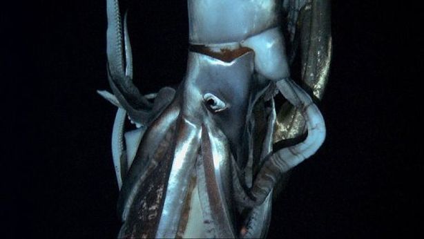 Giappone, il mistero del calamaro gigante