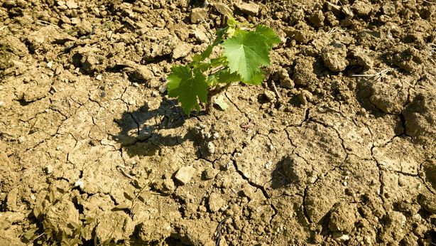 Allarme siccità: in attesa dello stato di emergenza, le Regioni si muovono in ordine sparso