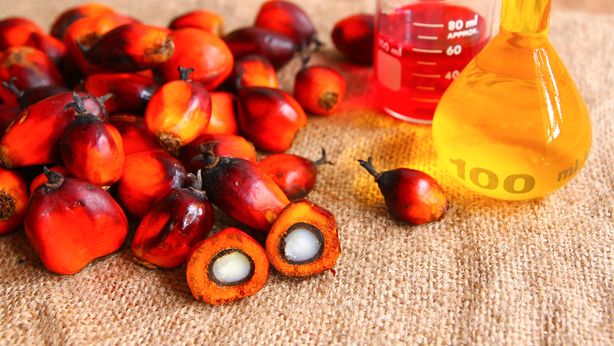 Olio di palma: “non è dannoso, no ragioni per demonizzarlo”