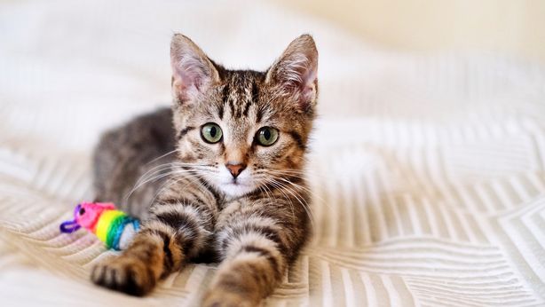 Pet economy, il megatrend che piace ad Allianz GI: crescita forte e continua