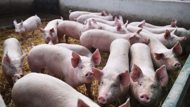 Brexit: ora è crisi maiali, che cosa sta succedendo nel Regno Unito