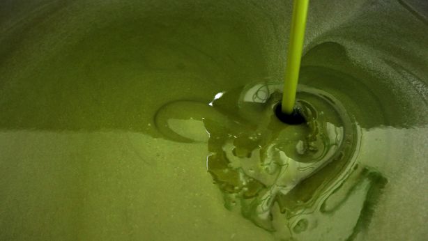 Olio d’oliva senza più scadenza. L’Ue impone il “preferibilmente entro”