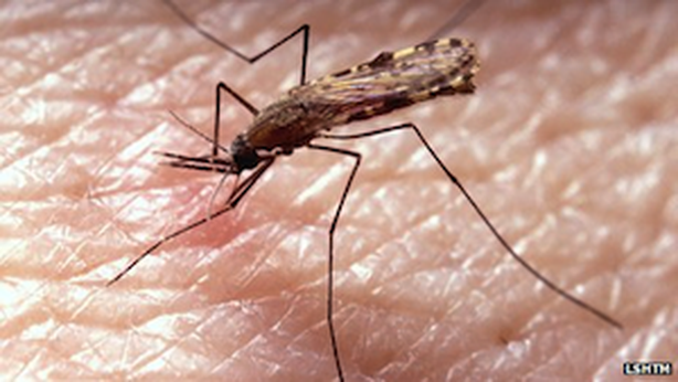 Malaria: zanzare parassita attirate da odore umano