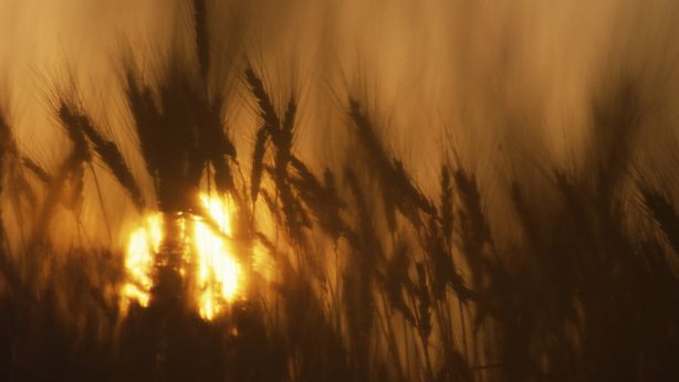 Grano: Coldiretti, import Italia da Ucraina +430% nel periodo gennaio-aprile 2023