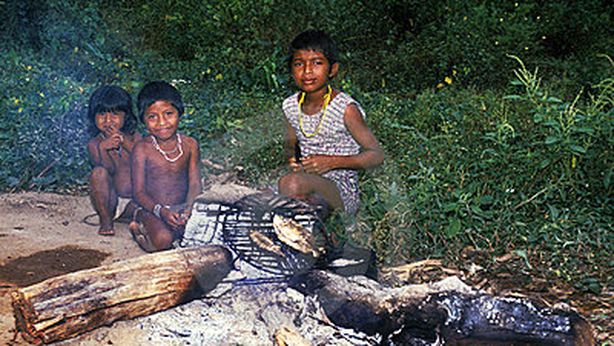 A rischio estinzione un’intera popolazione dell’Amazzonia