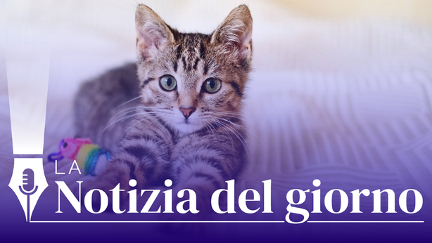 Pet economy, il megatrend che piace agli investitori: crescita forte e continua