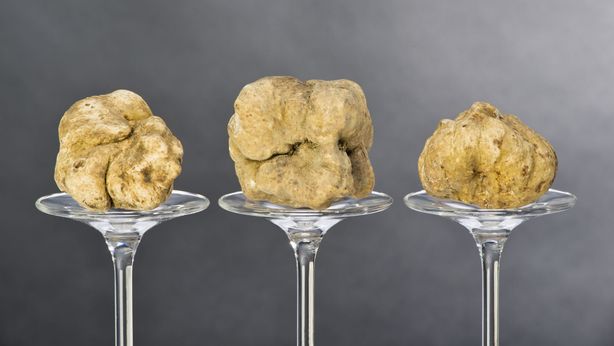 Tartufo: quotazioni record, prezzo schizza a 4.000 euro al Kg