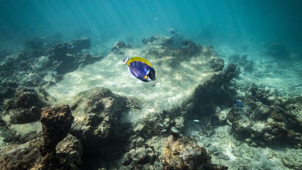 Banca Generali e Stefano Guindani uniti per la salvaguardia del mare