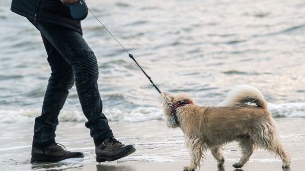 Assicurazione cane: quando è obbligatoria e costi polizza