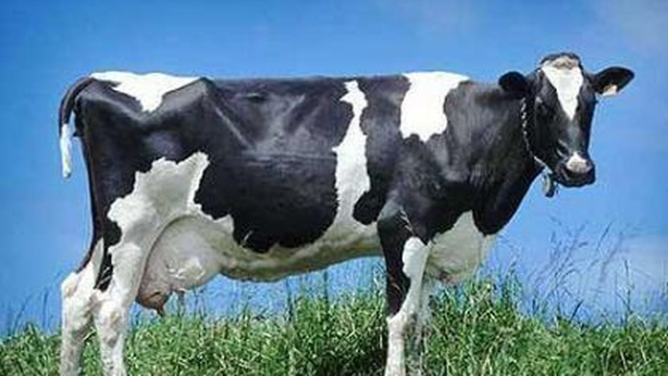 Scienziati americani stanno per creare la “mucca del futuro”